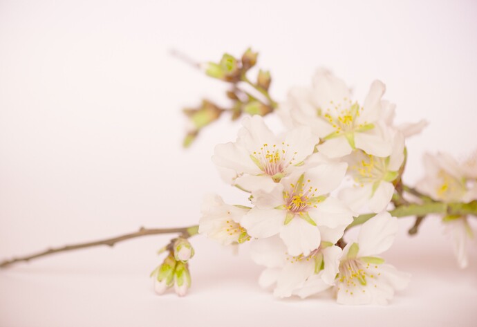 Mandelblüten