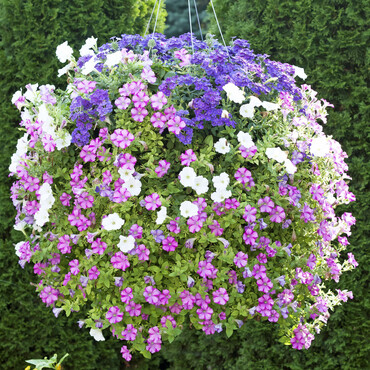 Blumenampel mit Zauberglöckchen