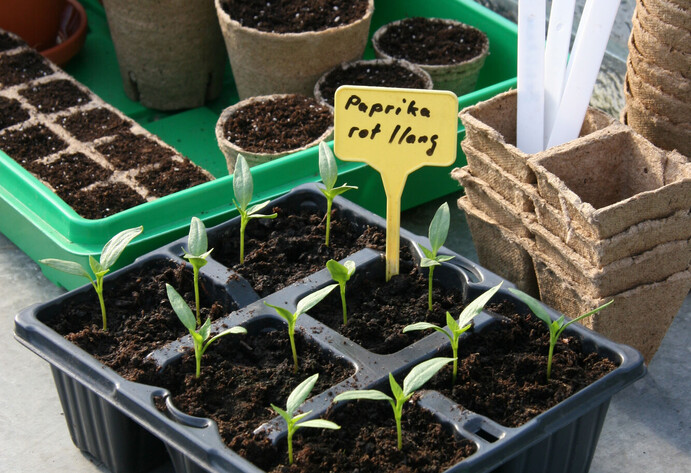 Pikierte Paprika-Sämlinge