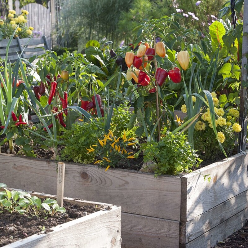 Paprika im Hochbeet