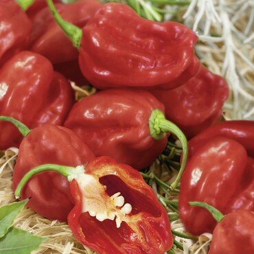 Paprika Habanero