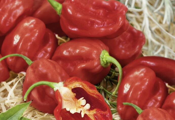 Paprika Habanero