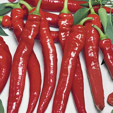 Paprika Shakira