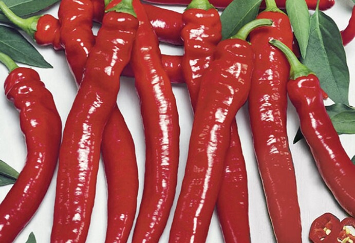 Paprika Shakira