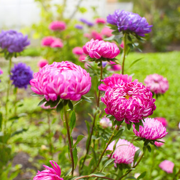 Chrysanthemen in rosa und lila