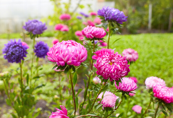 Chrysanthemen in rosa und lila