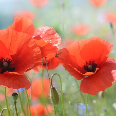 Klatschmohn