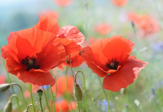 Klatschmohn