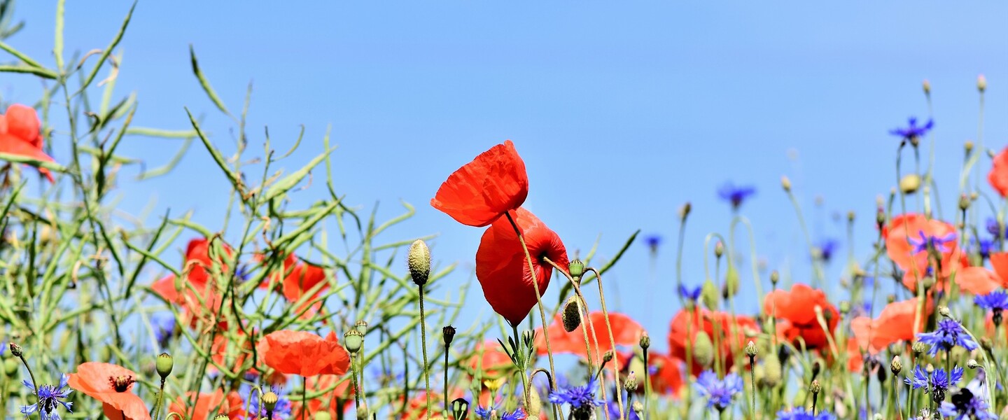 Klatschmohn und Kornblumen