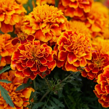 Orangefarbene Studentenblume