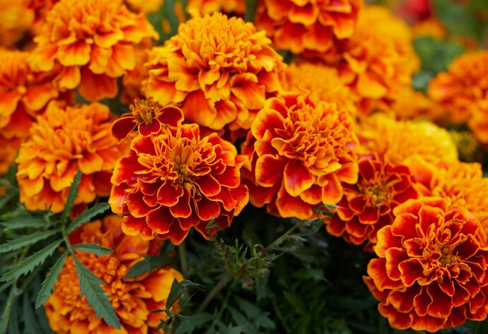 Orangefarbene Studentenblume
