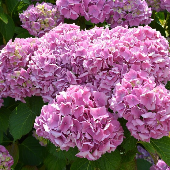 Rosafarbene Hortensie