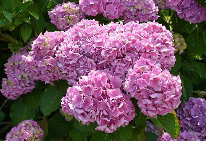 Rosafarbene Hortensie