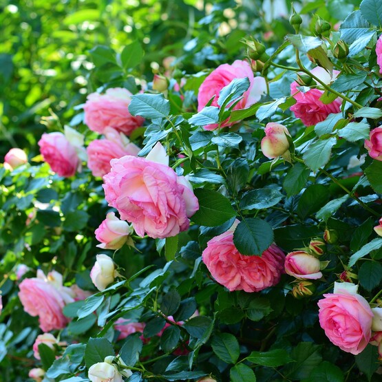 Rosenbusch mit rosafarbenen Blüten