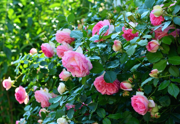 Rosenbusch mit rosafarbenen Blüten