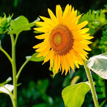 Sonnenblume