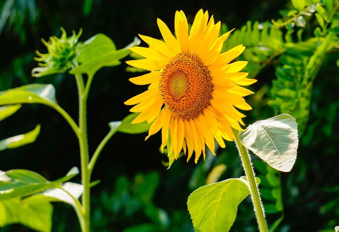 Sonnenblume