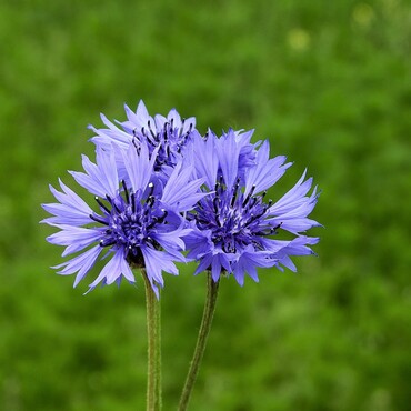 Kornblume