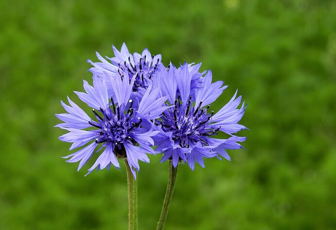 Kornblume