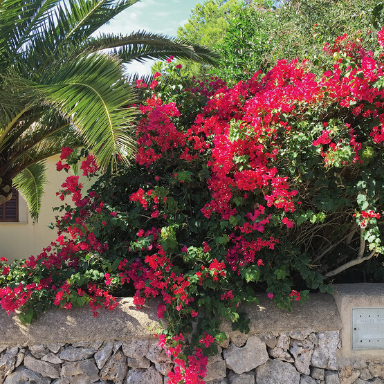Bougainvillea rankt über Steinmauer