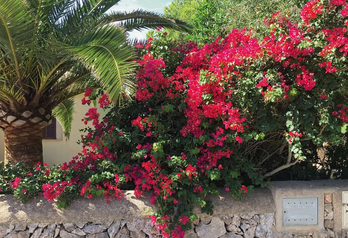 Bougainvillea rankt über Steinmauer