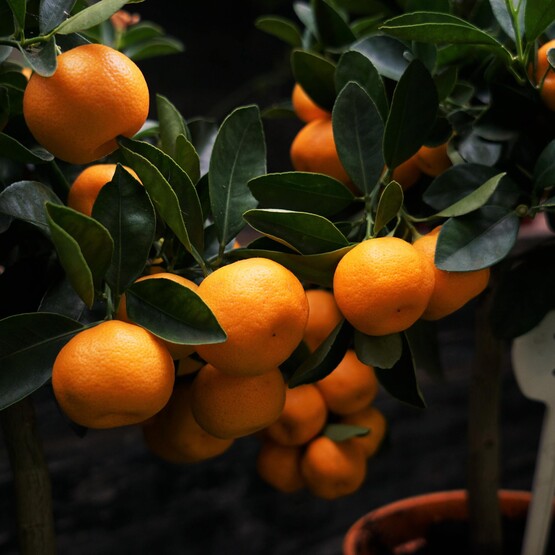 Orangebaum