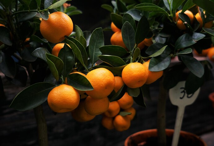 Orangebaum
