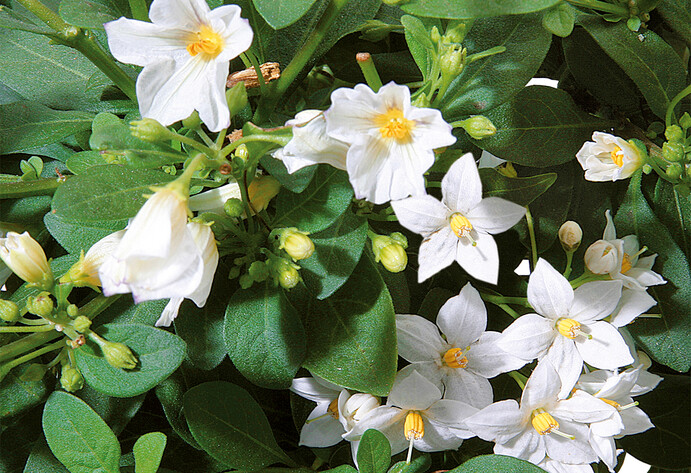 Jasminblüten