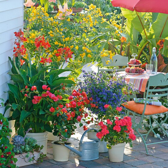 Mediterrane Topfpflanzen auf der Terrasse