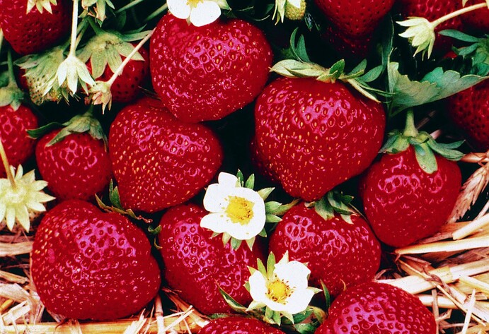 Erdbeeren liegen zwischen Stroh