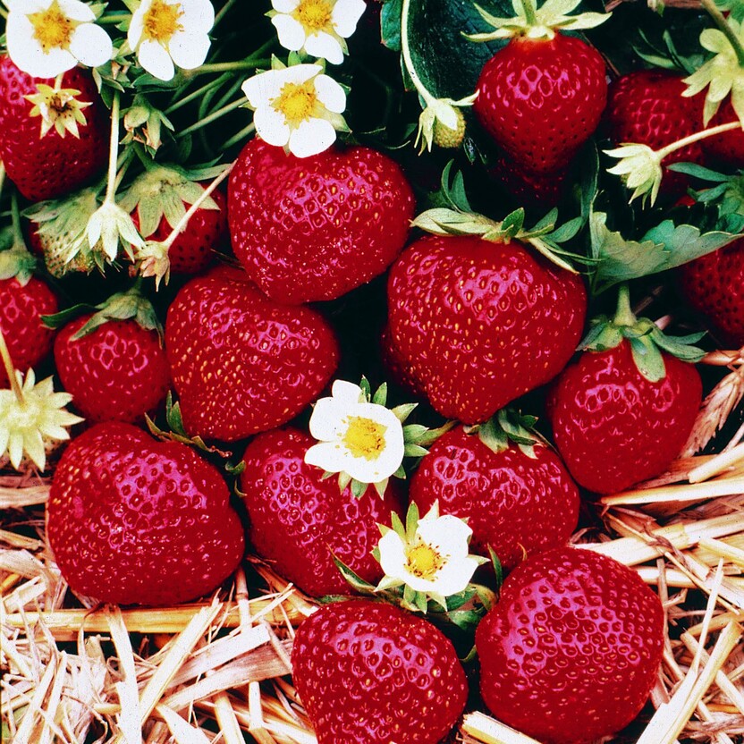 Erdbeeren liegen zwischen Stroh
