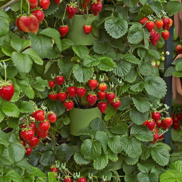 Viele reife Erdbeeren wachsen aus Töpfen