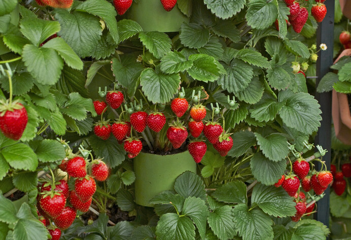 Viele reife Erdbeeren wachsen aus Töpfen
