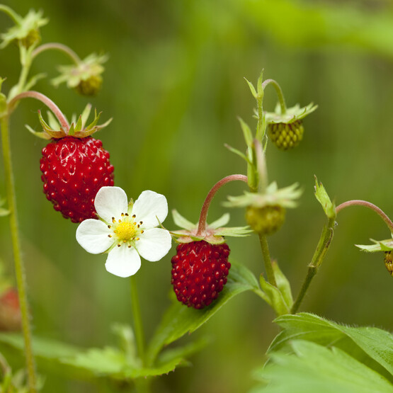 Erdbeerpflanze mit Blüte