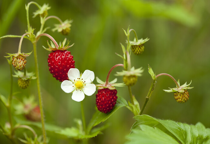Erdbeerpflanze mit Blüte