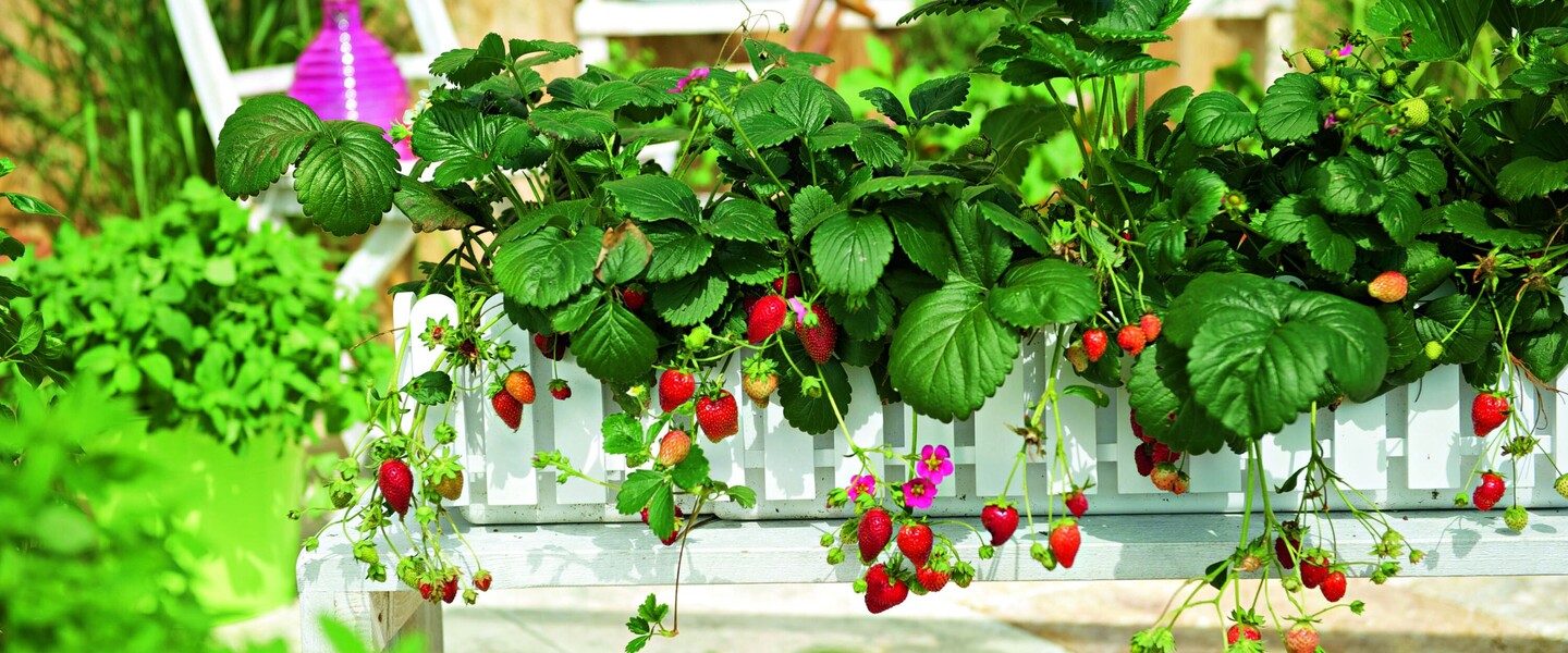 Erdbeeren wachsen in einer Balkonkiste