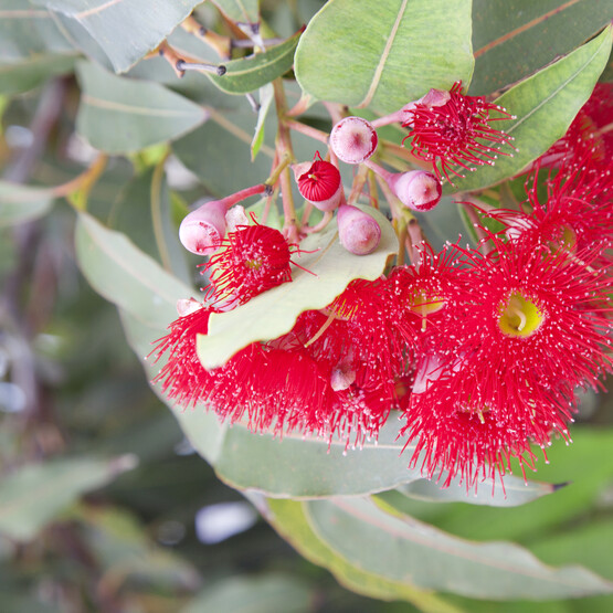 Eukalyptusblüte rot