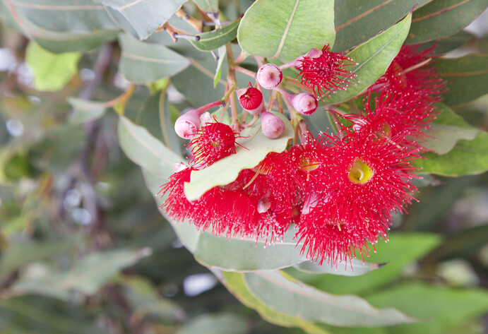 Eukalyptusblüte rot