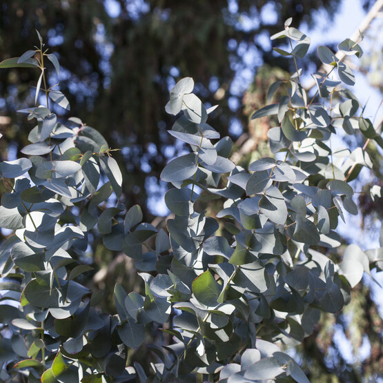 Eukalyptusblätter vor blauem Himmel