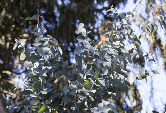 Eukalyptusblätter vor blauem Himmel