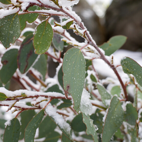 Eukalyptus im Winter bei Tauwetter