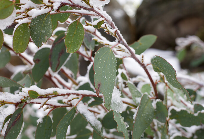 Eukalyptus im Winter bei Tauwetter