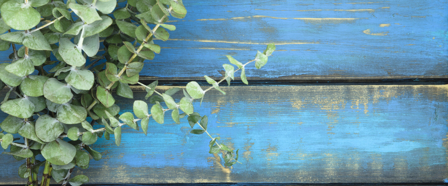 Eukalyptusranke vor blauem Hintergrund