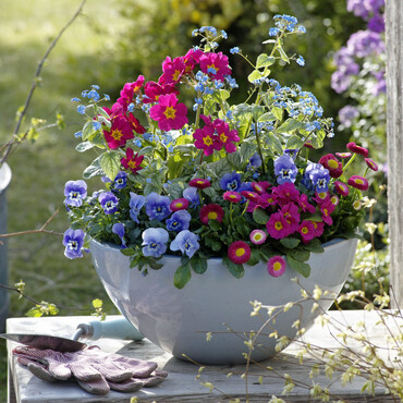 Schale mit bunten Frühlingsblumen