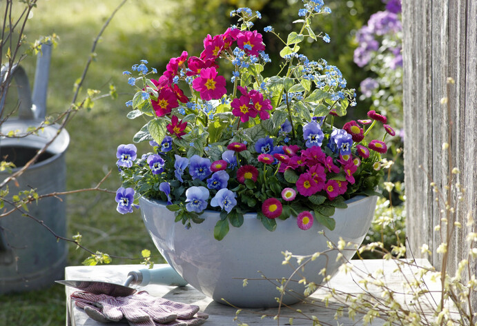 Schale mit bunten Frühlingsblumen