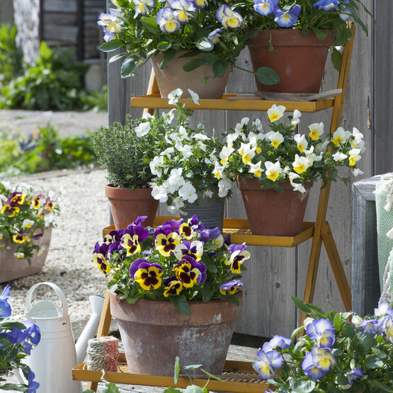 Vertikale Blumentreppe mit Frühlingsblumen