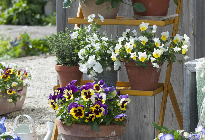 Vertikale Blumentreppe mit Frühlingsblumen