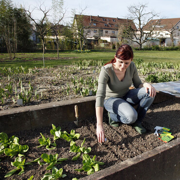 Frau sät Salat im Beet aus