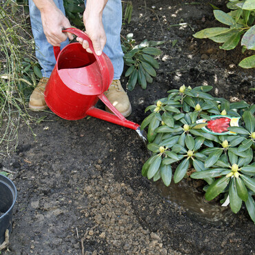 Rhododendron gießen