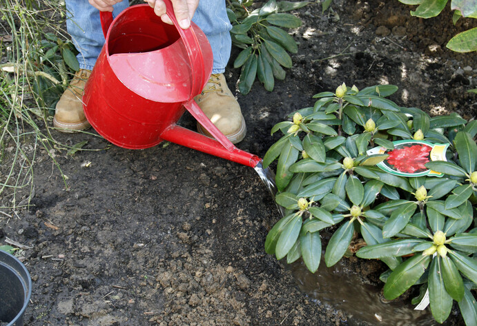 Rhododendron gießen